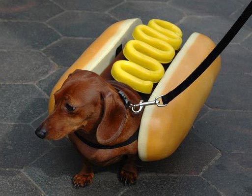 Wiener-Dog.jpg