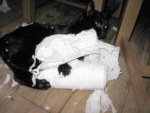 cat-paper-towels
