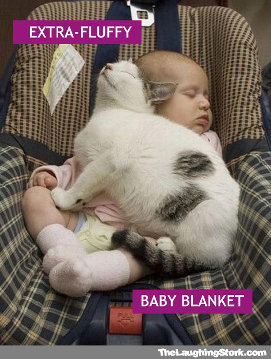 cat-sleeping-with-baby-car-seat
