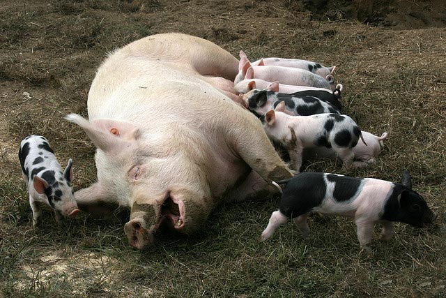 pig-nursing